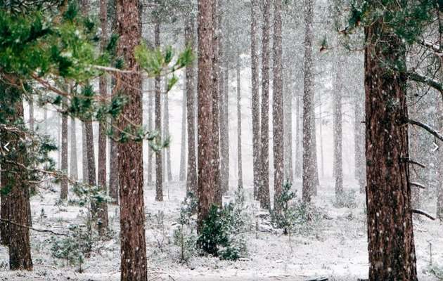 Photo d'un foret en bois rouge